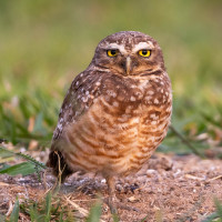 Burrowing Owl